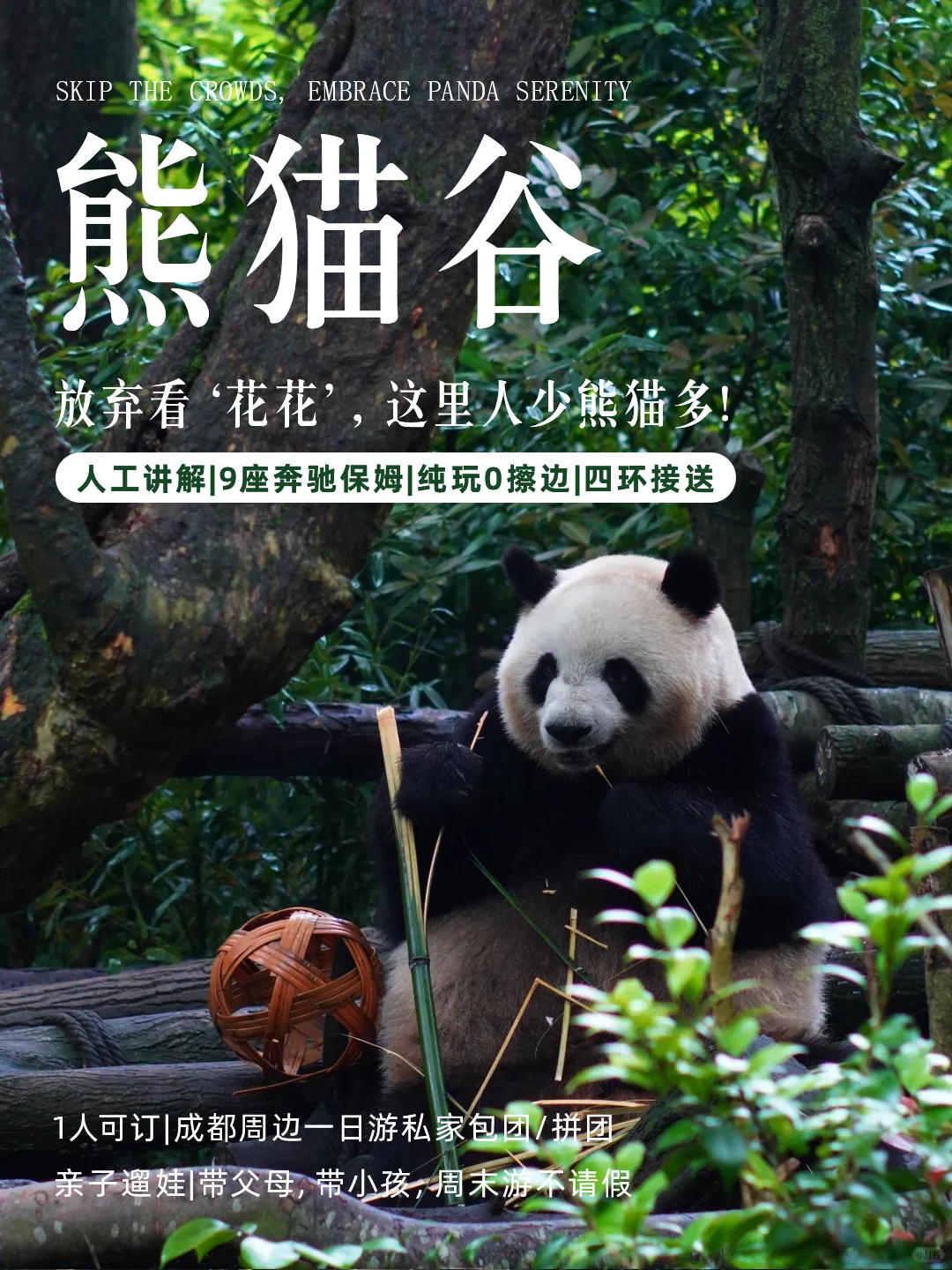 闯入熊猫谷🐼仙境，吸氧+吸猫全满足！