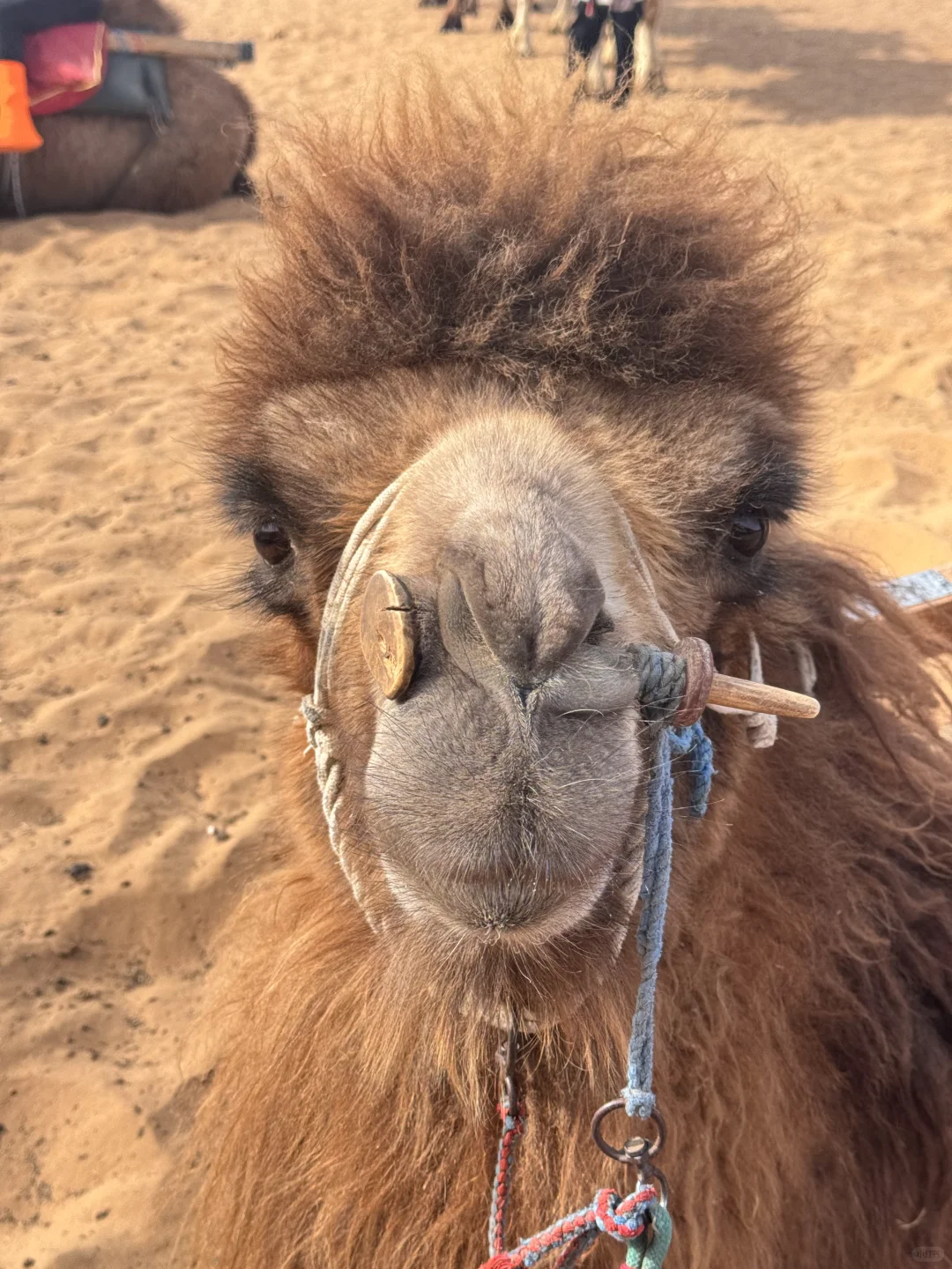 在中卫：大漠黄沙 戈壁孤烟的荒凉具像化了