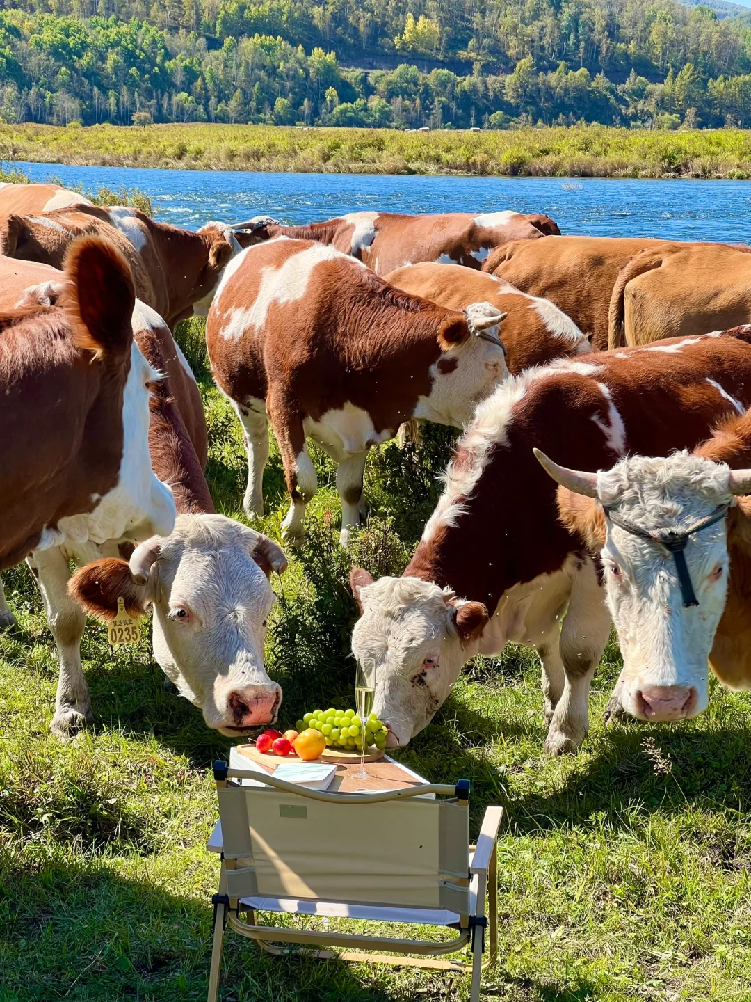 Live图的意义🍃初夏的呼伦贝尔才是人间理想