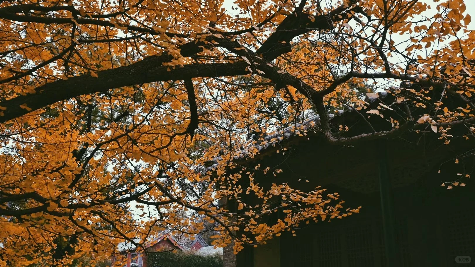 福建武夷山拍到了红楼梦里的塔