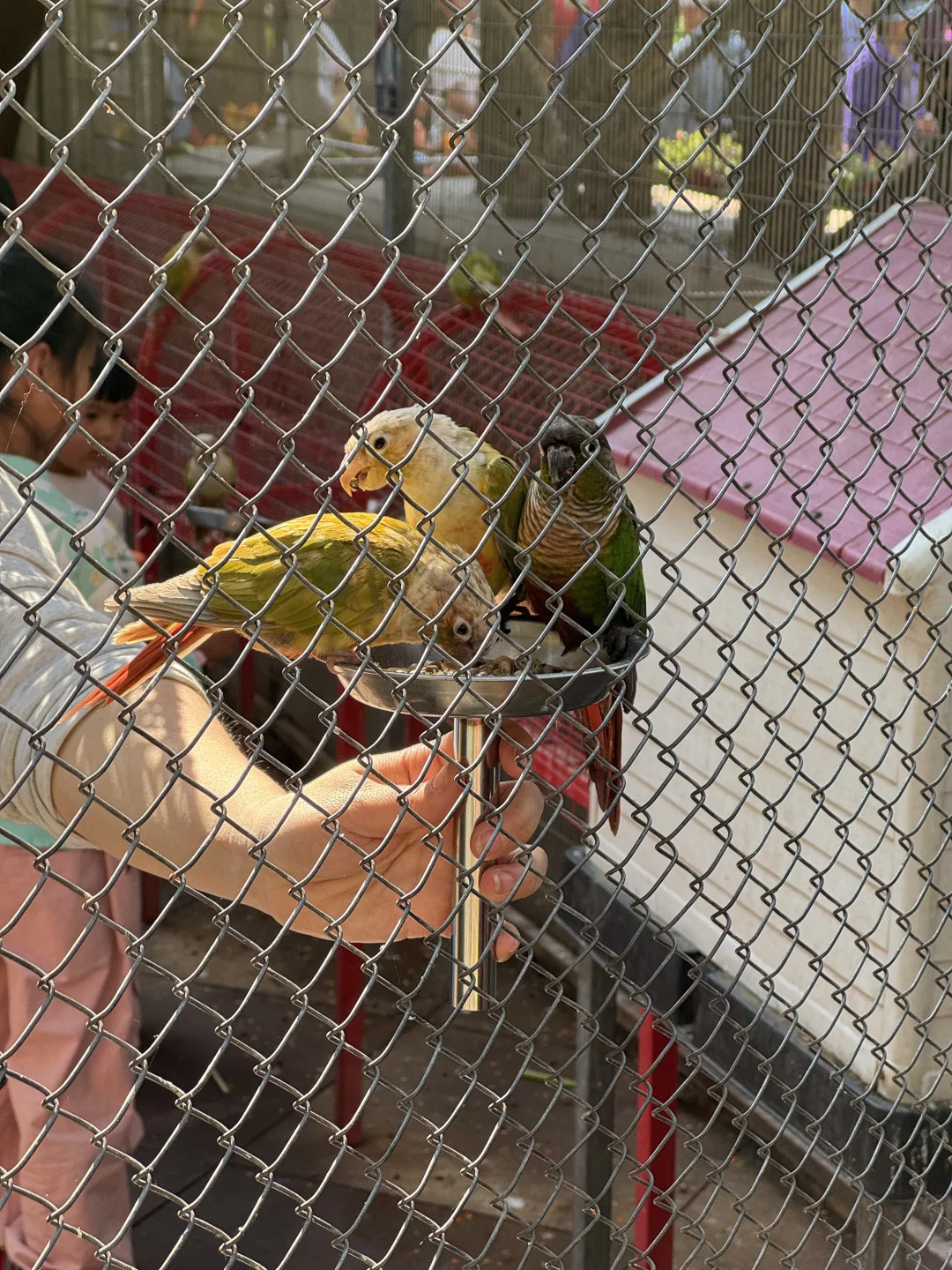 版纳绝美景点🌴超出片📸｜多种玩法（附地图）