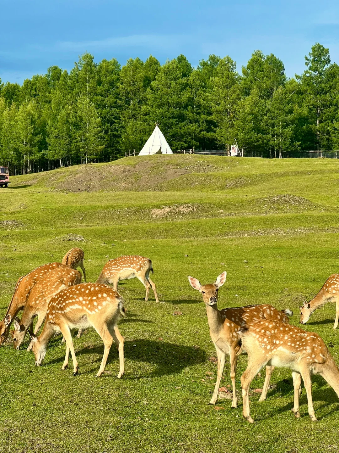 Live图的意义🍃初夏的呼伦贝尔才是人间理想