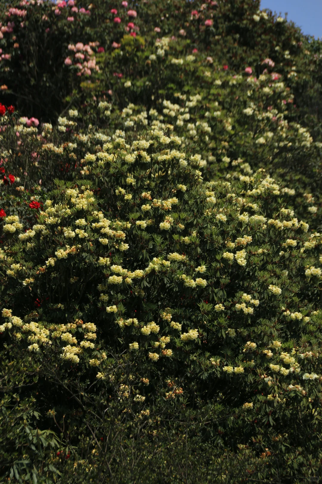 春季限定版地球彩带｜百里杜鹃，花的盛宴