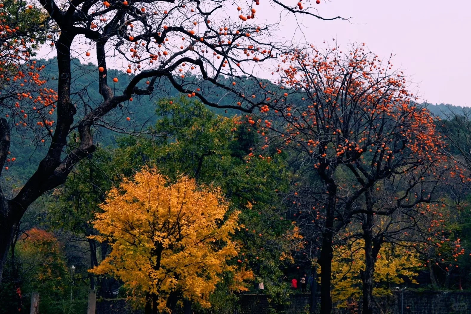 福建武夷山拍到了红楼梦里的塔