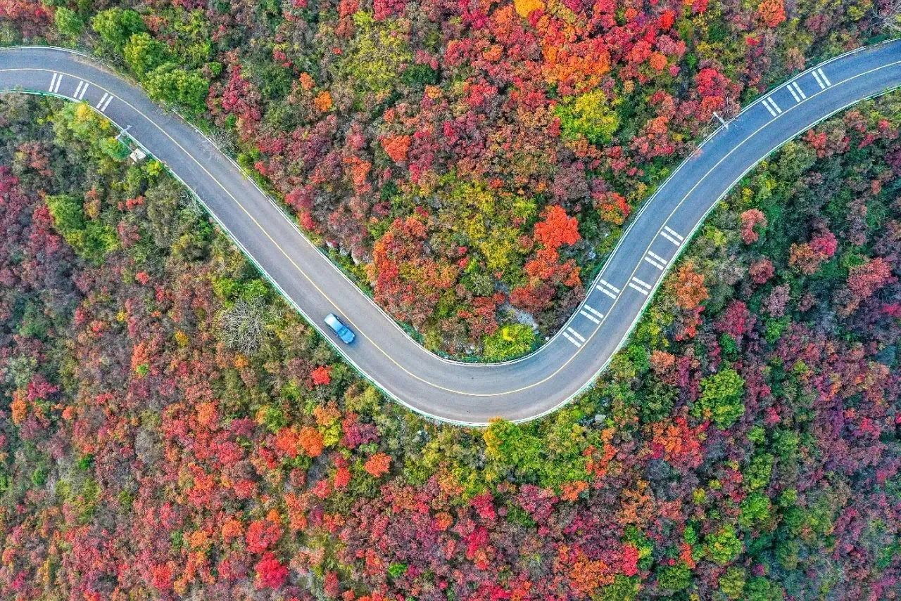 河南TOP1！来到这里的都结了婚