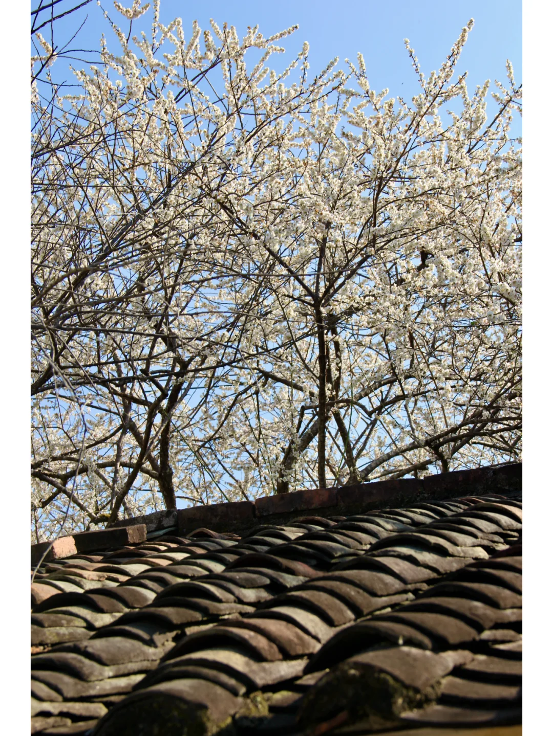 景区为什么越来越赚不到钱了？