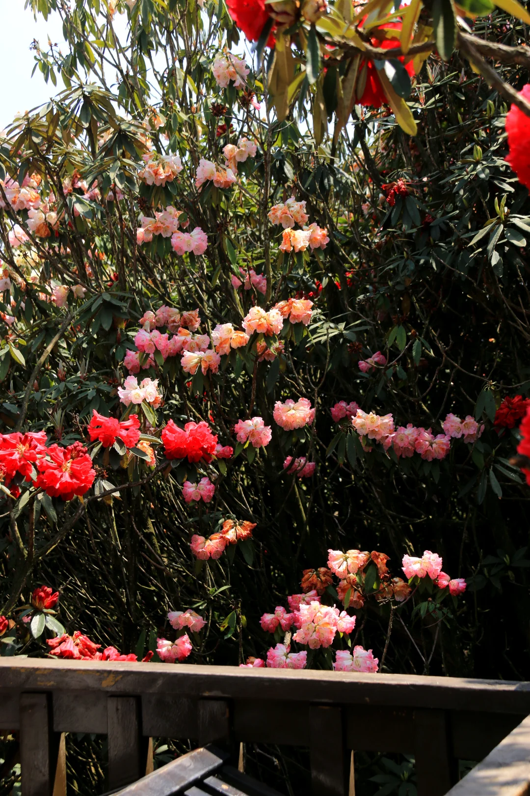 春季限定版地球彩带｜百里杜鹃，花的盛宴