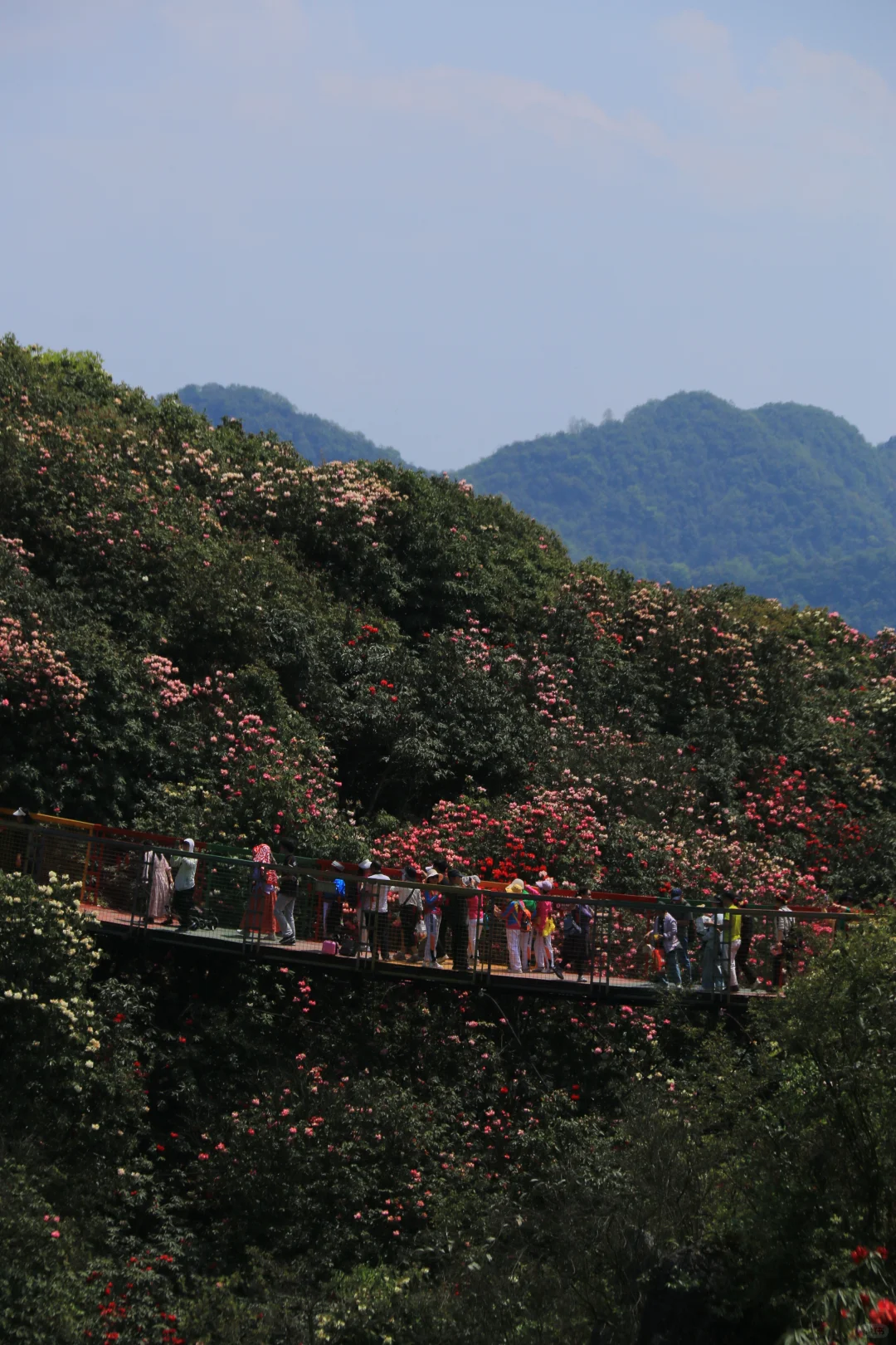 春季限定版地球彩带｜百里杜鹃，花的盛宴