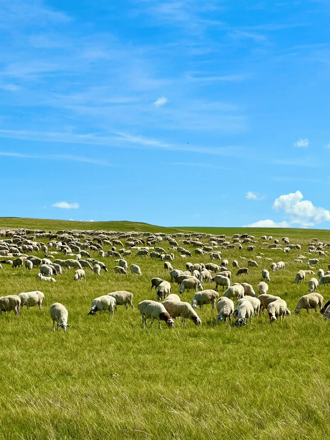 Live图的意义🍃初夏的呼伦贝尔才是人间理想