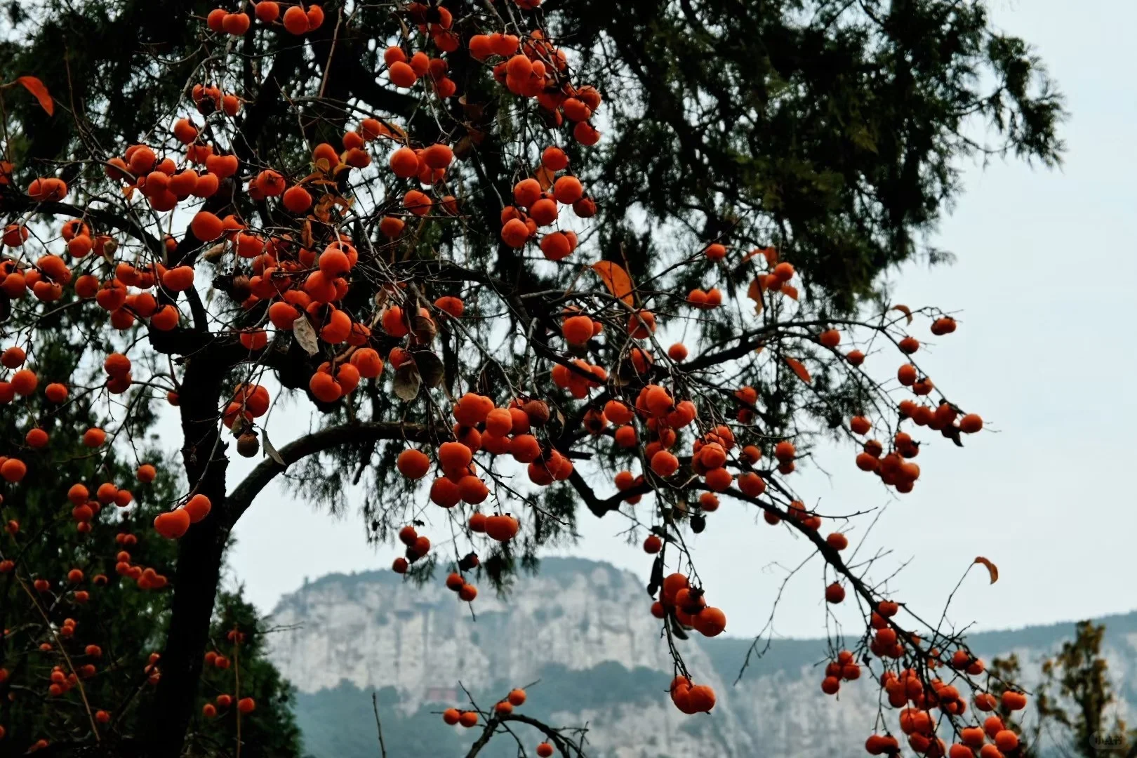 福建武夷山拍到了红楼梦里的塔
