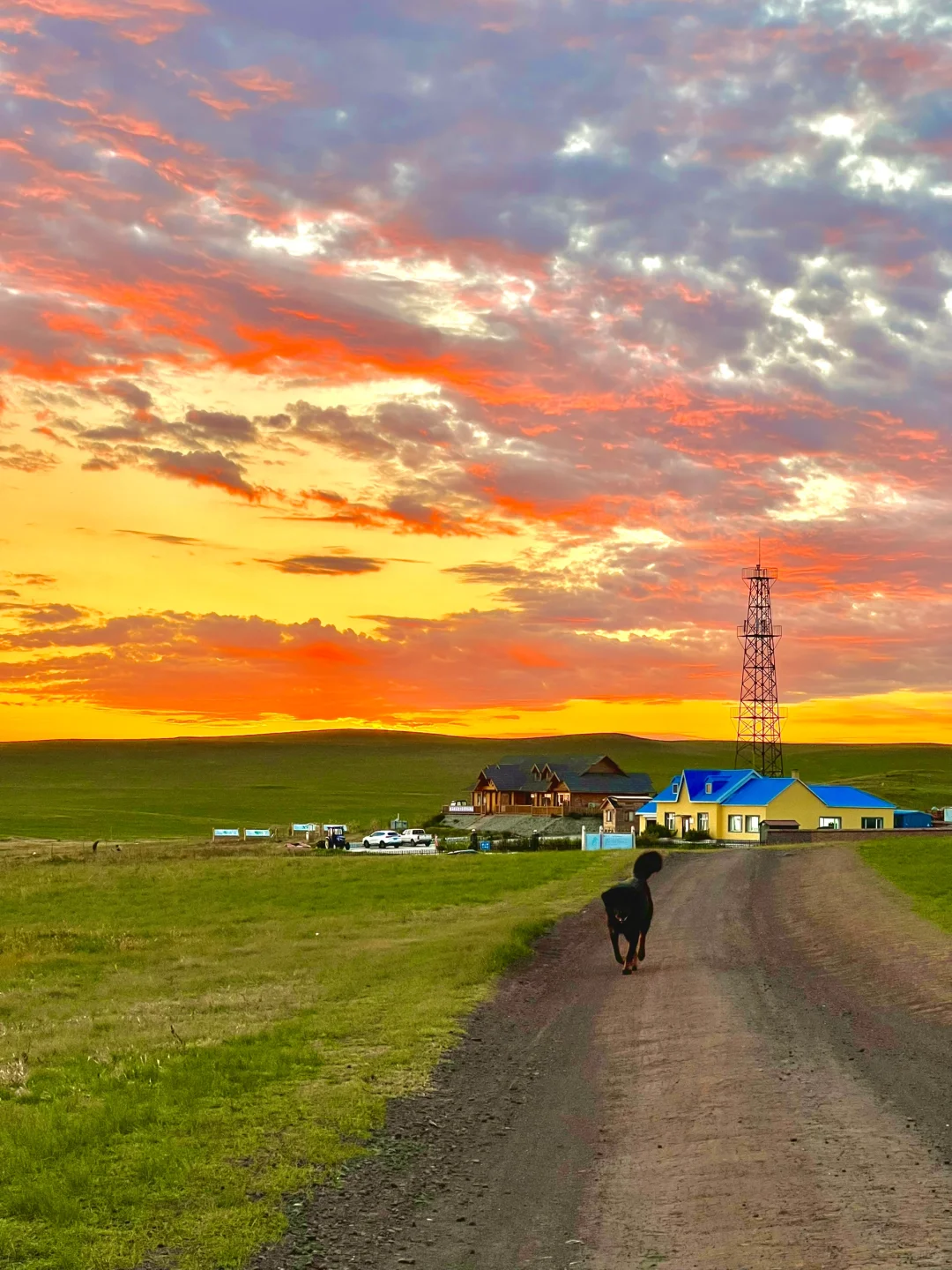 Live图的意义🍃初夏的呼伦贝尔才是人间理想