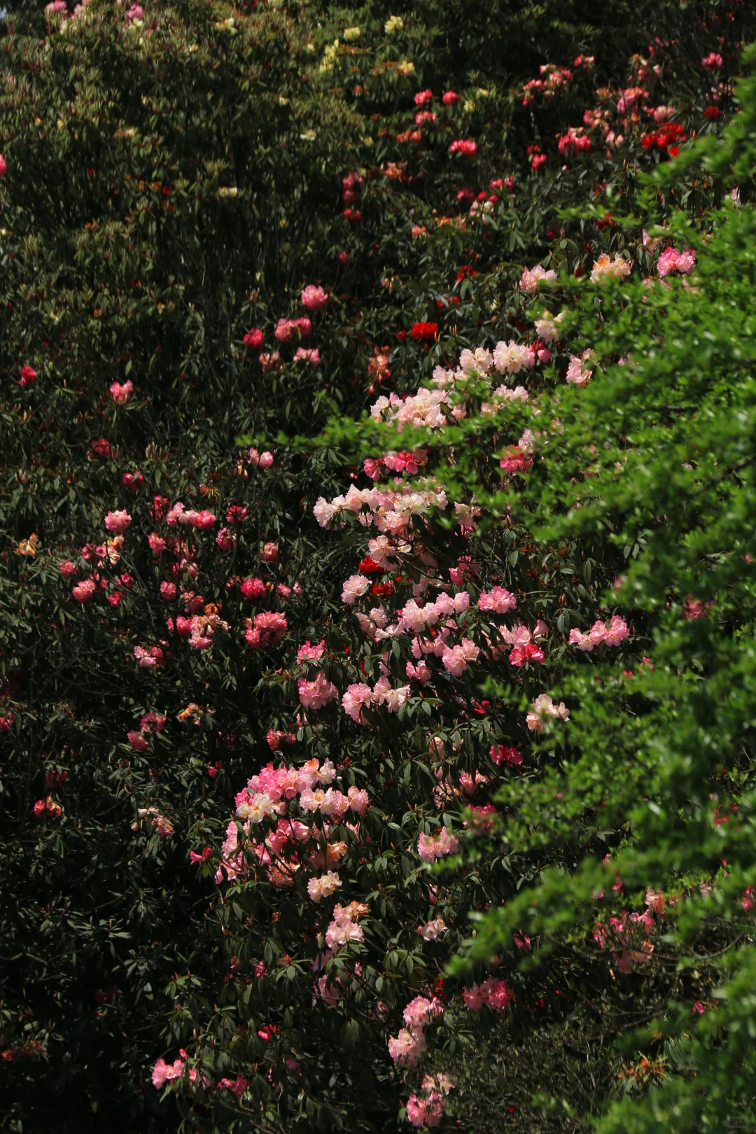 春季限定版地球彩带｜百里杜鹃，花的盛宴