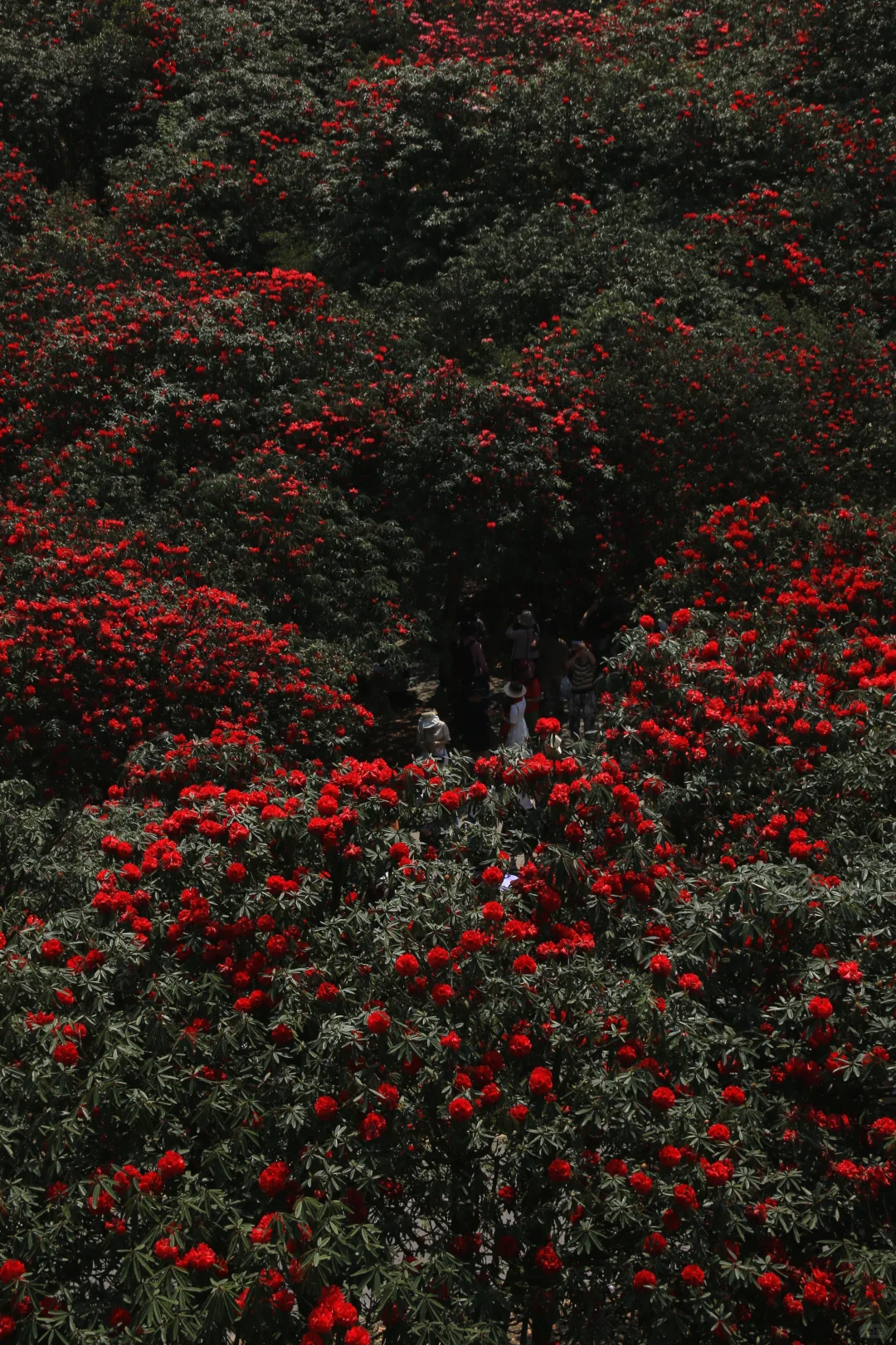 春季限定版地球彩带｜百里杜鹃，花的盛宴