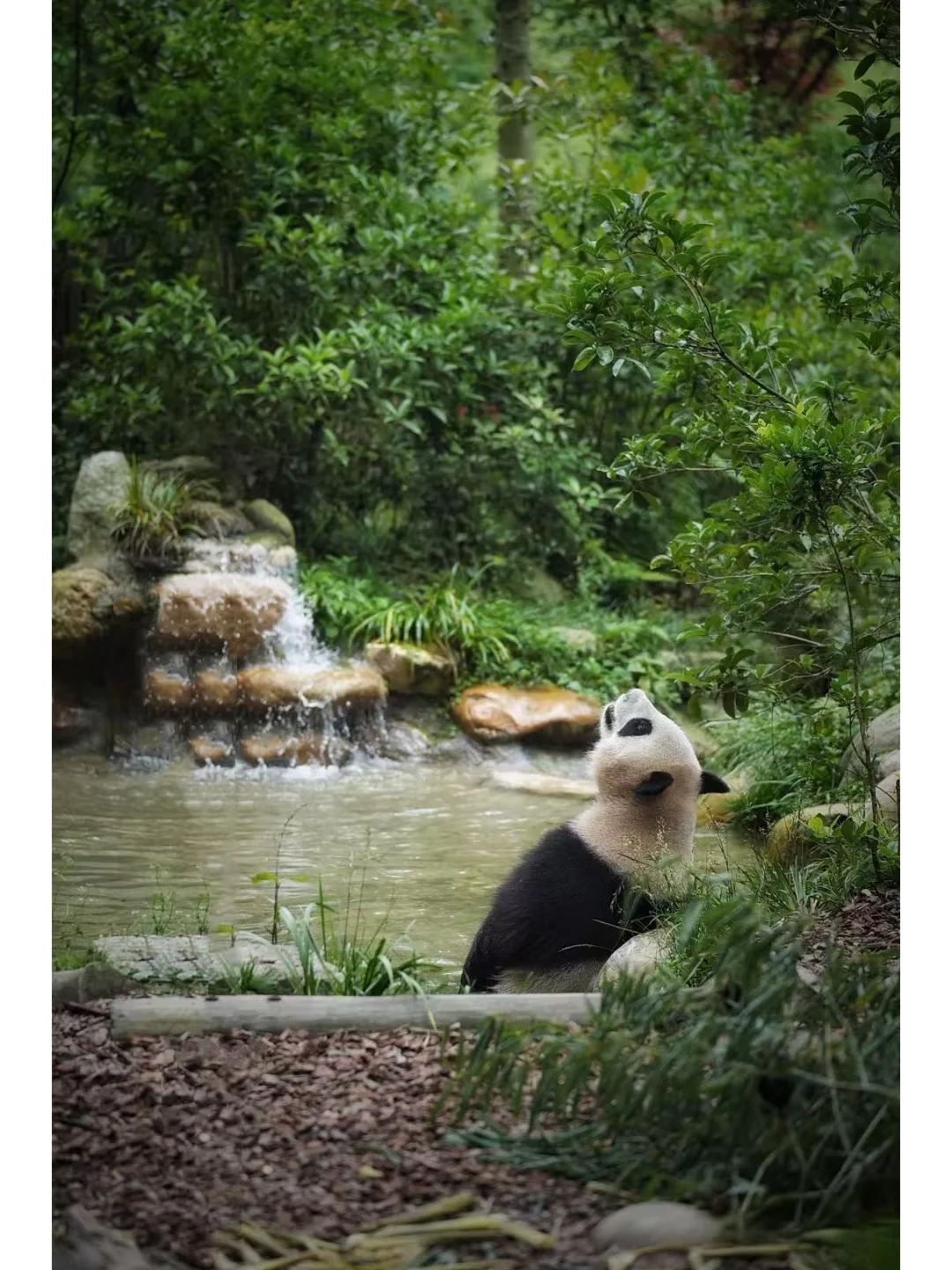 闯入熊猫谷🐼仙境，吸氧+吸猫全满足！