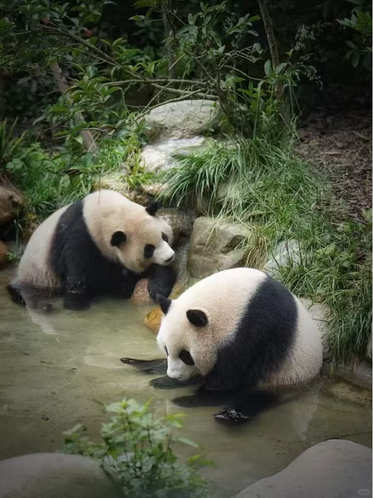 闯入熊猫谷🐼仙境，吸氧+吸猫全满足！