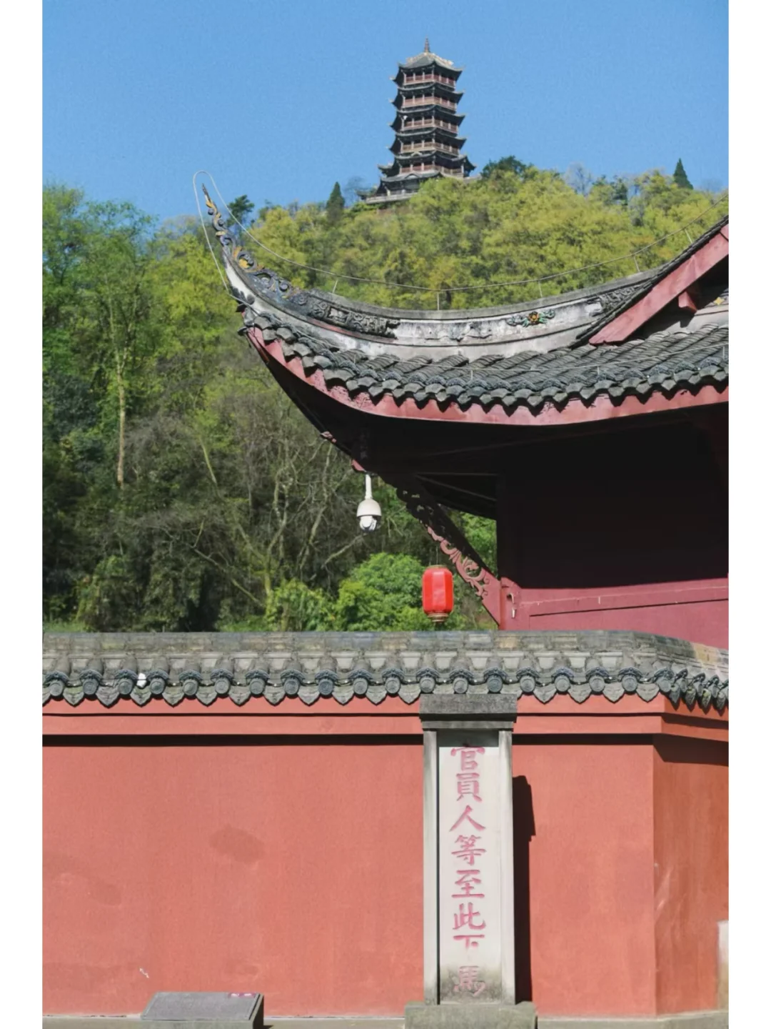 闯入熊猫谷🐼仙境，吸氧+吸猫全满足！