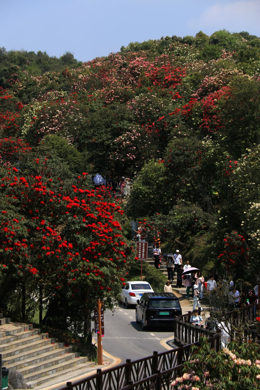 春季限定版地球彩带｜百里杜鹃，花的盛宴