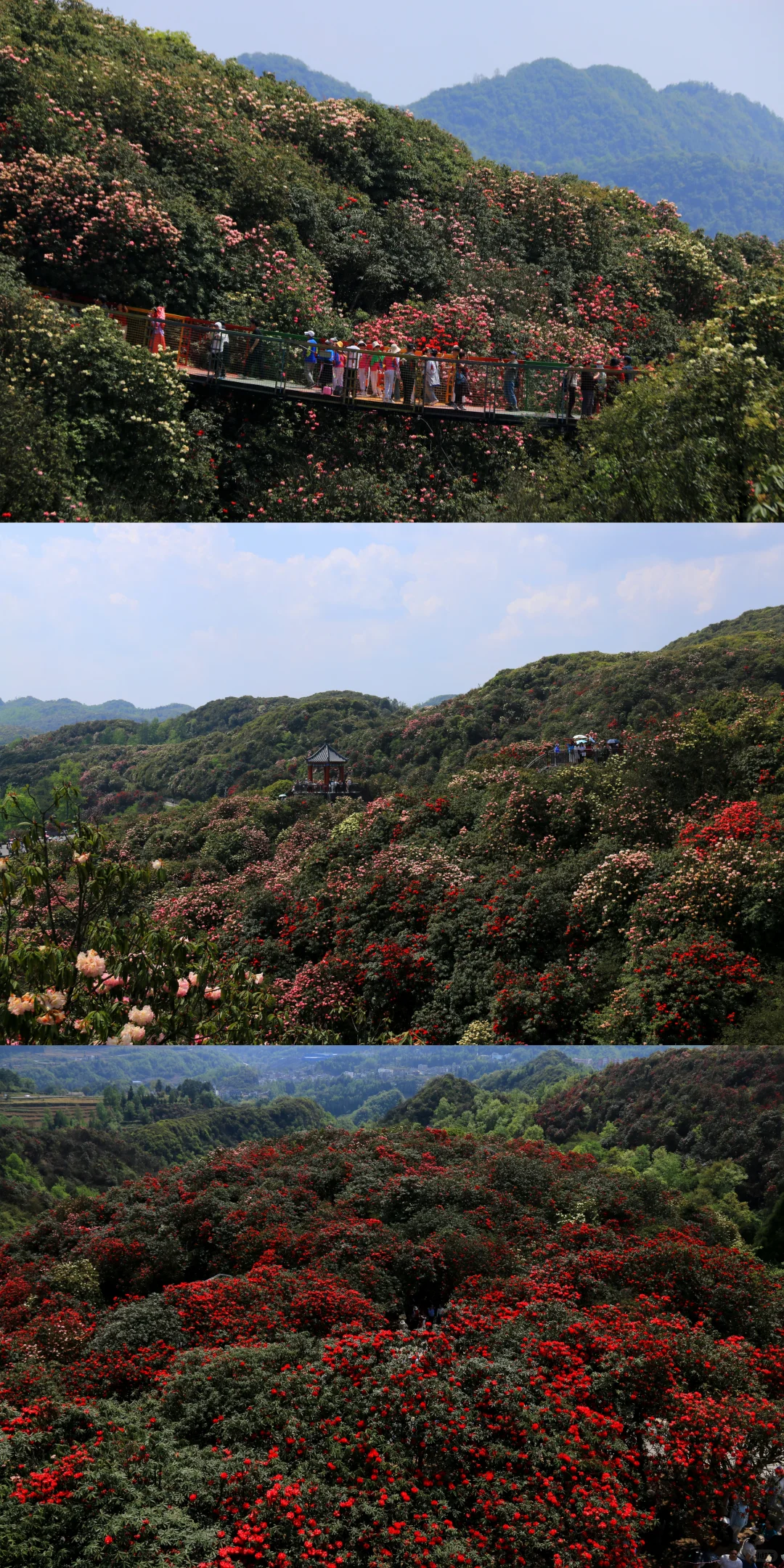 春季限定版地球彩带｜百里杜鹃，花的盛宴
