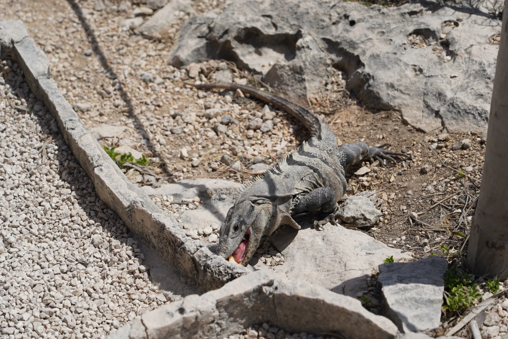 🇲🇽｜Tulum遗址·加勒比海边的玛雅文明