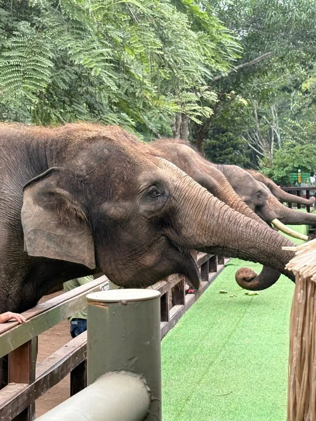 📍西双版纳｜西双版纳必去 9 大景点👍