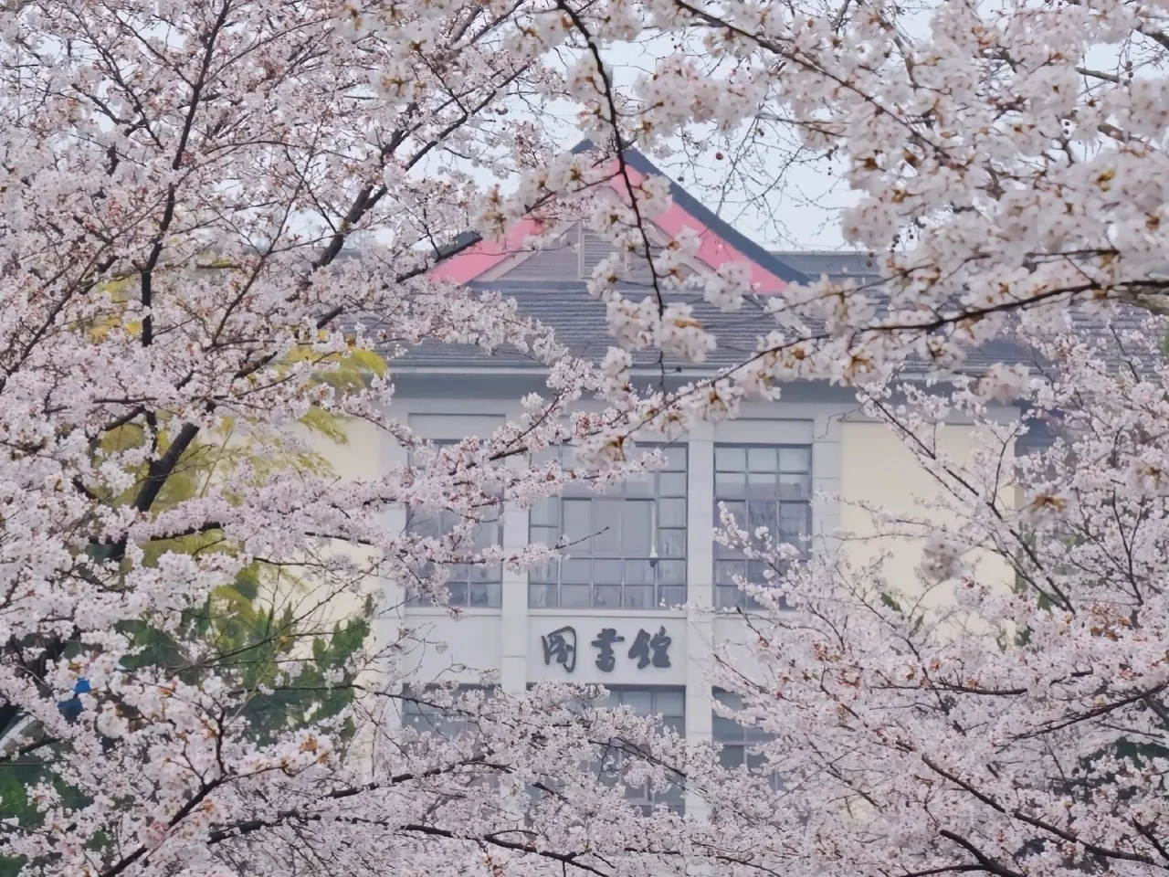 3月的南京😜这些赏花点绝绝子！🌸