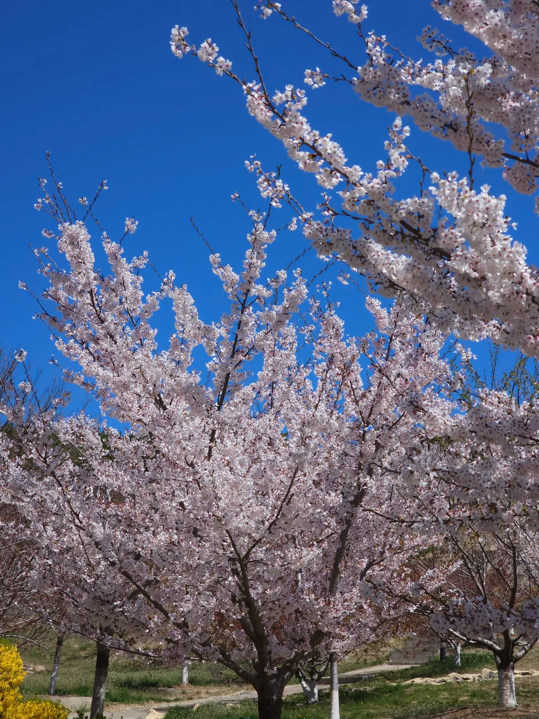 🌸“樱花味的春天”在旅顺