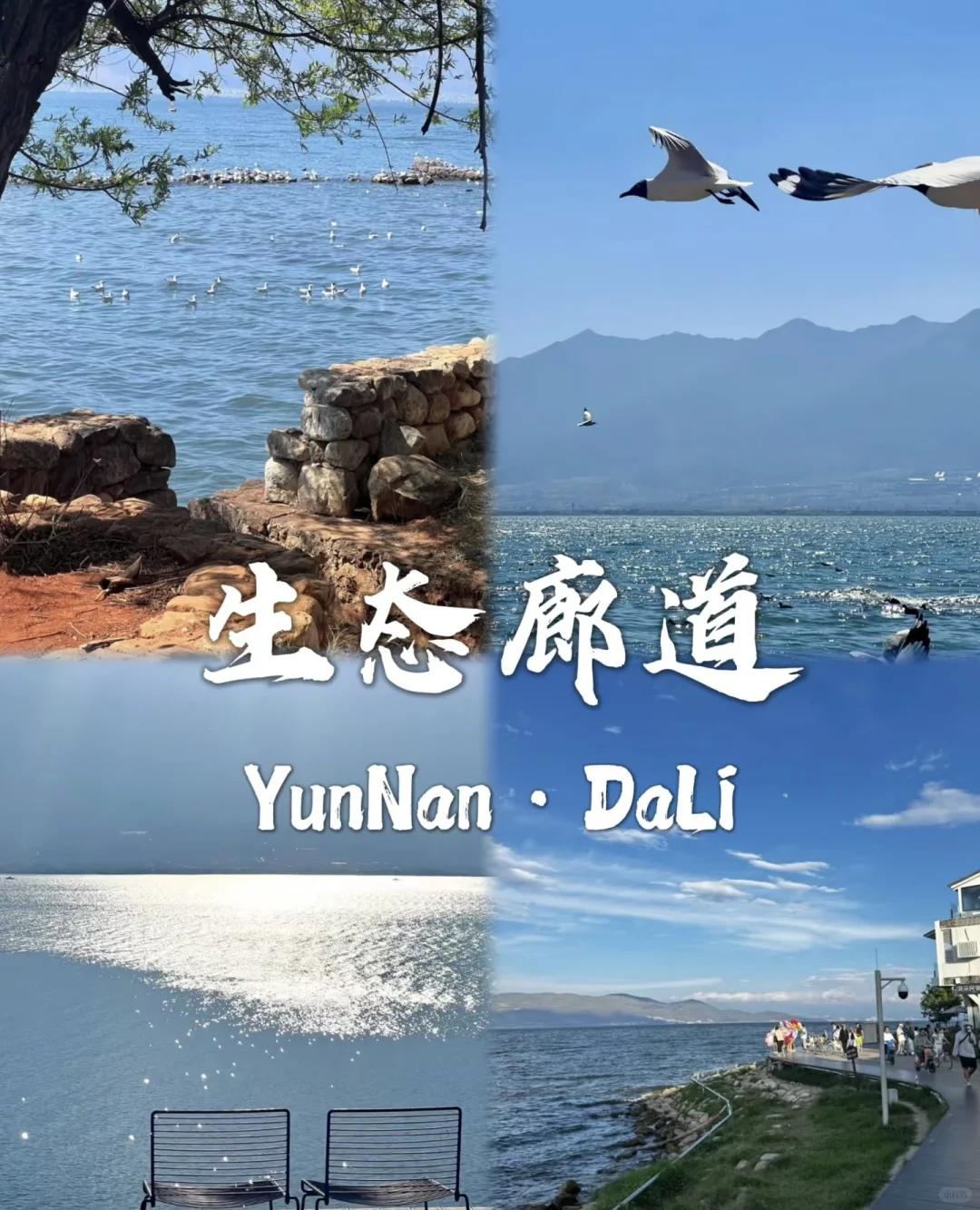 去过有风的地方大理洱海🌊