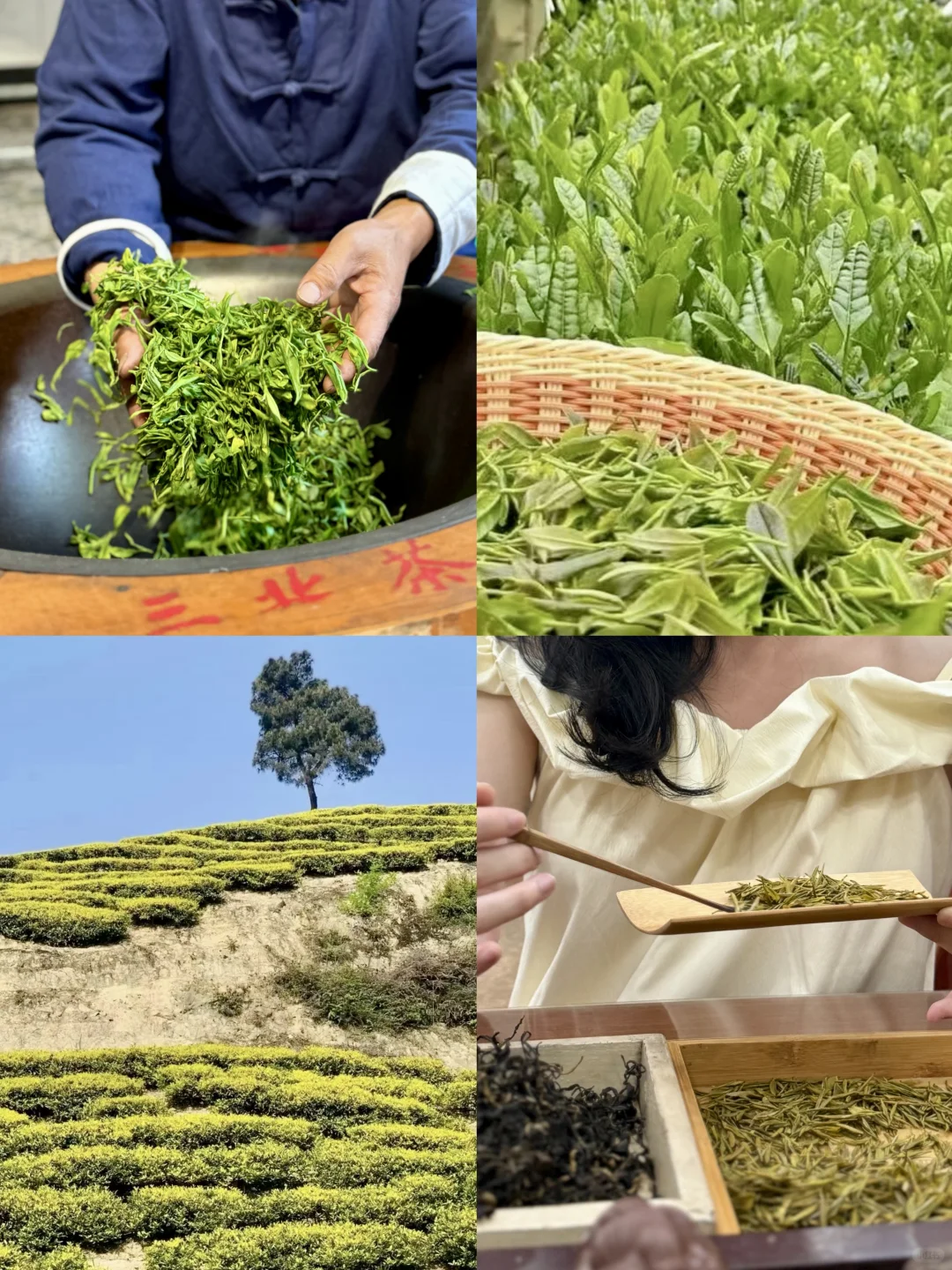 周末放空指南丨璧山一日游懒人攻略