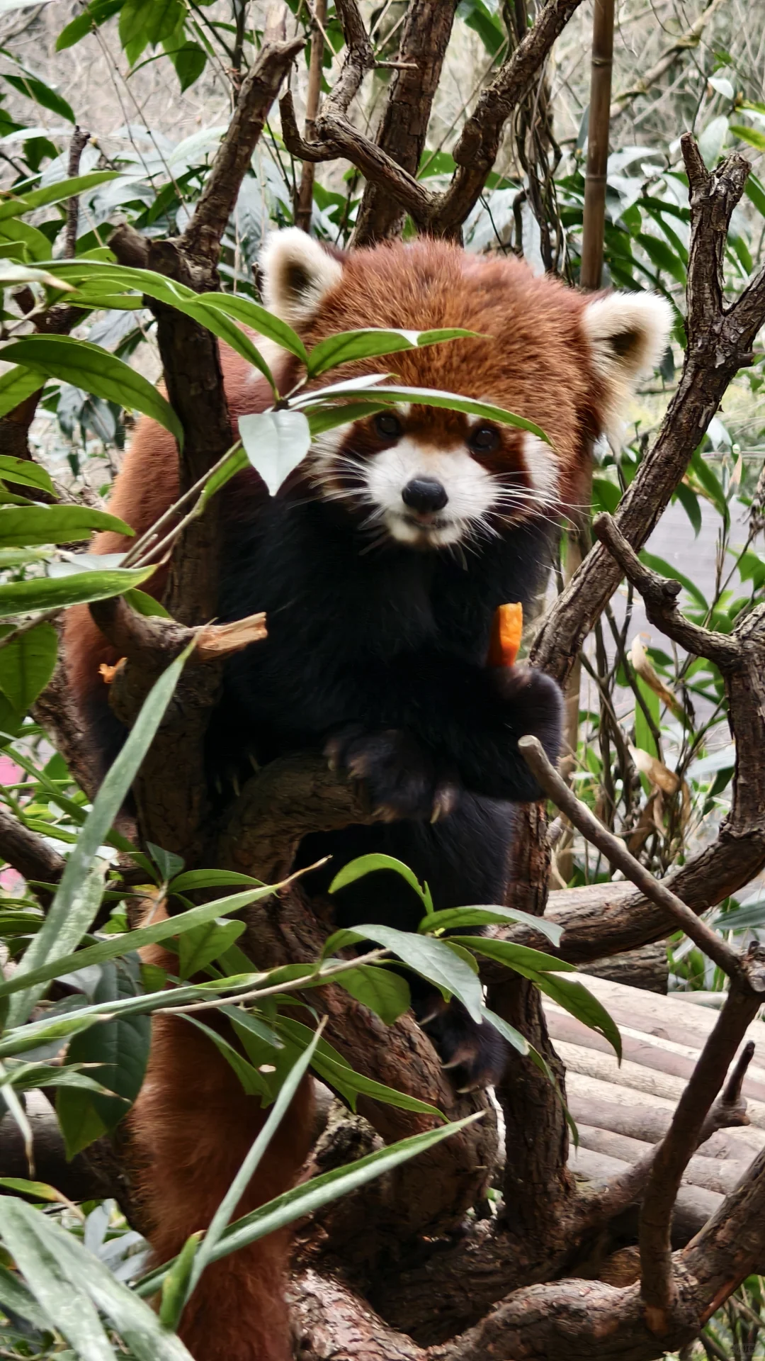 你最想带谁去成都