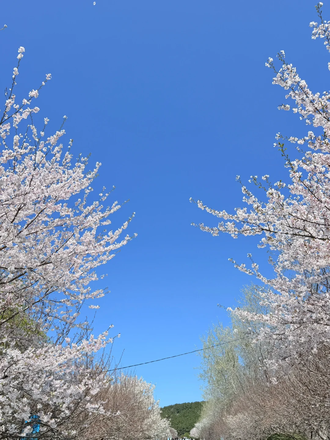 🌸“樱花味的春天”在旅顺