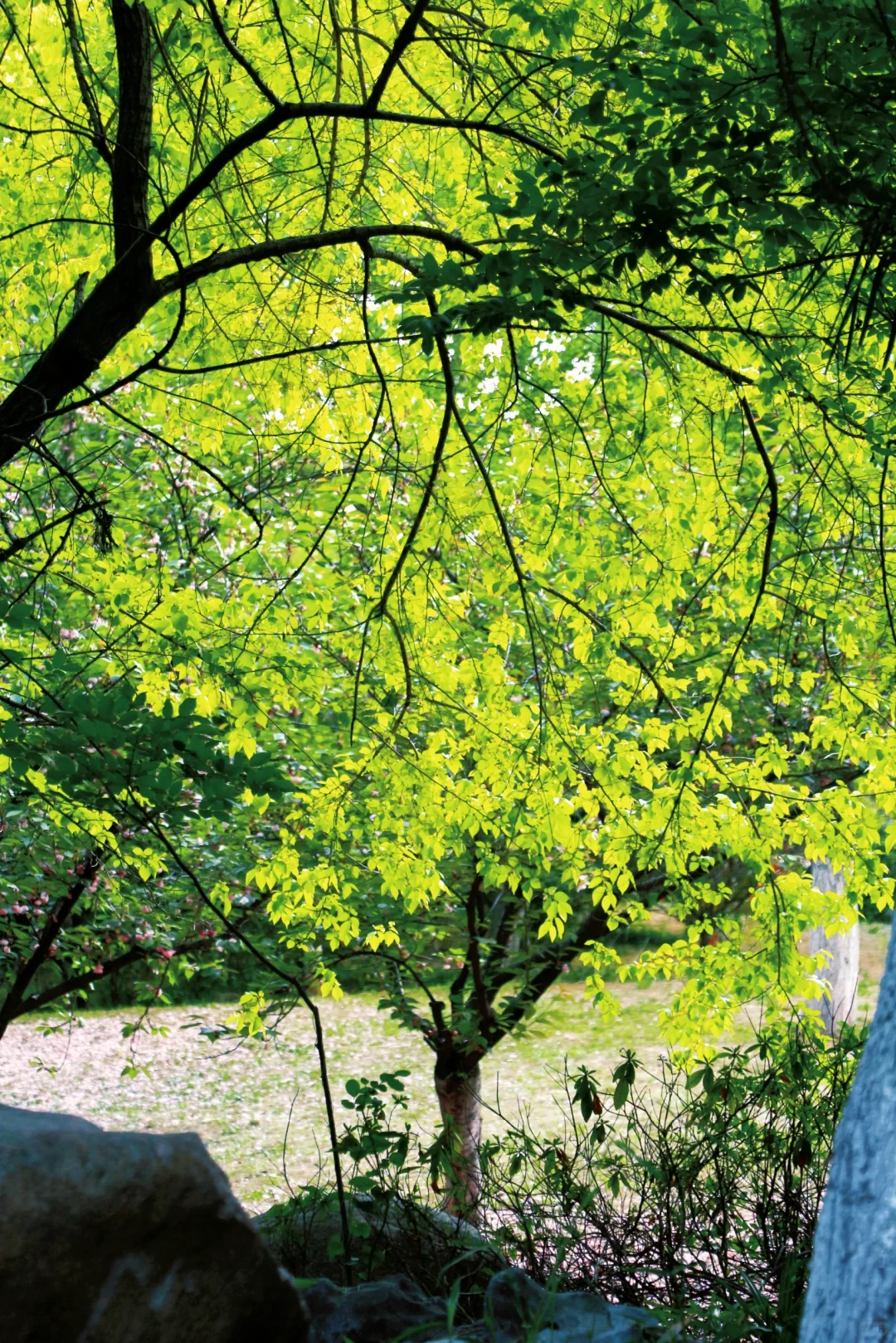 南京景点📍本地人也很少知道的小众园林