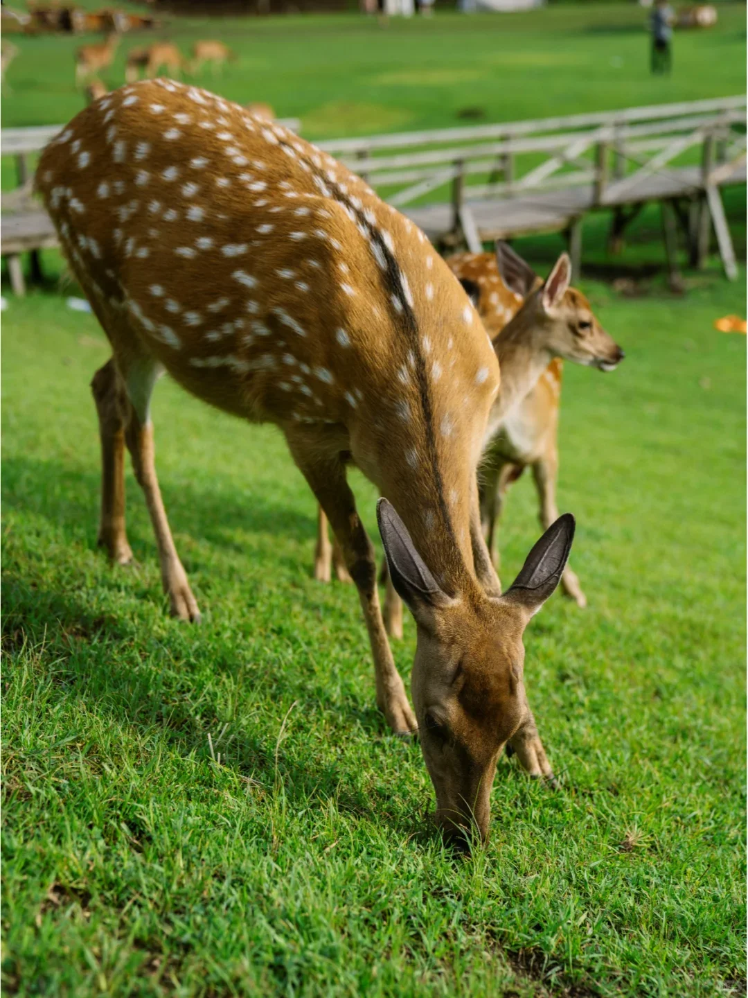 实话难听，但这就是伊春旅游真实现状。。。