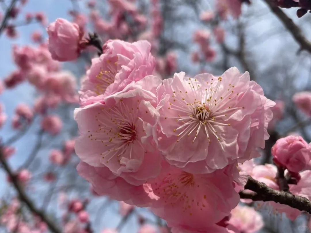 3月的南京😜这些赏花点绝绝子！🌸