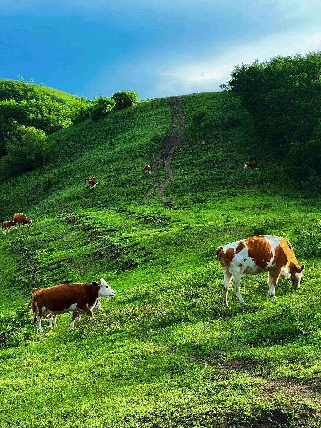 北京周边游📍带你看内蒙古小新西兰