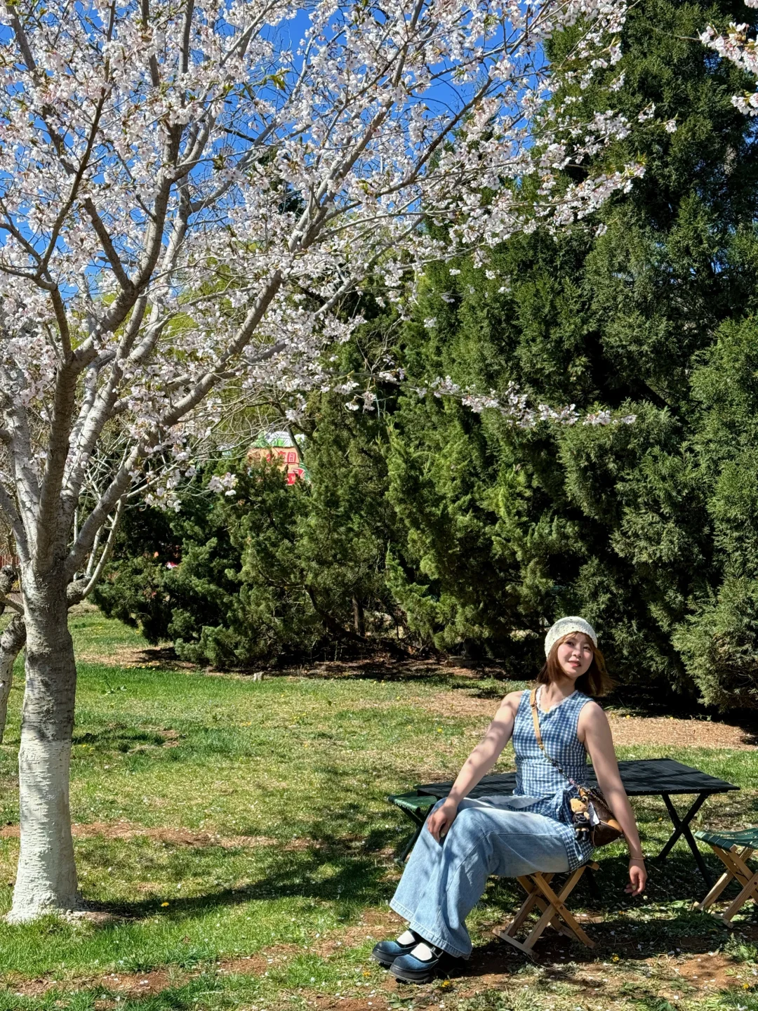 🌸“樱花味的春天”在旅顺