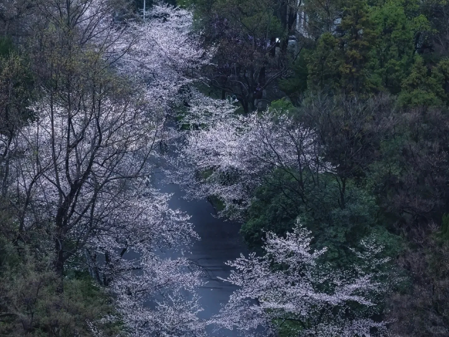 3月的南京😜这些赏花点绝绝子！🌸