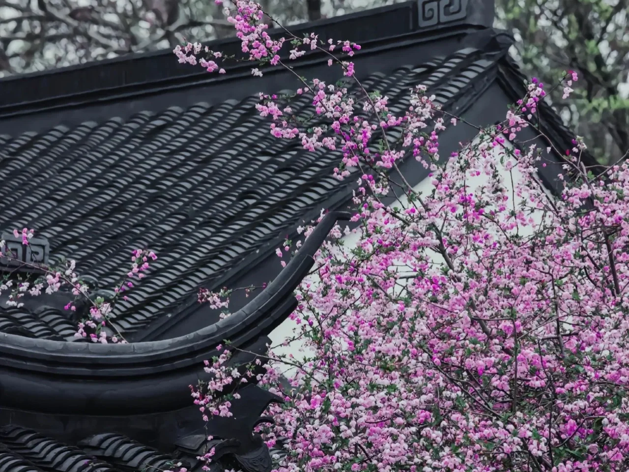 3月的南京😜这些赏花点绝绝子！🌸