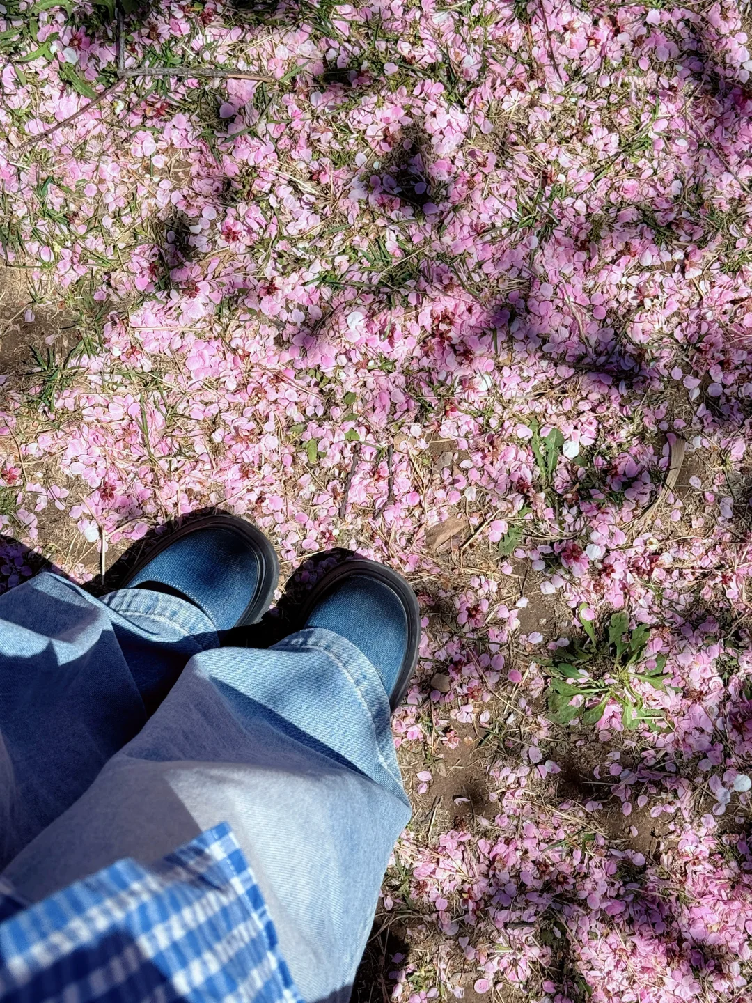 🌸“樱花味的春天”在旅顺