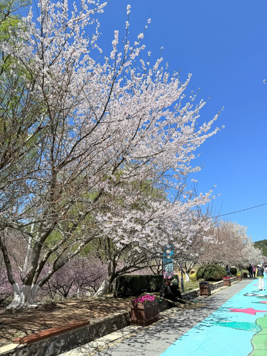 🌸“樱花味的春天”在旅顺