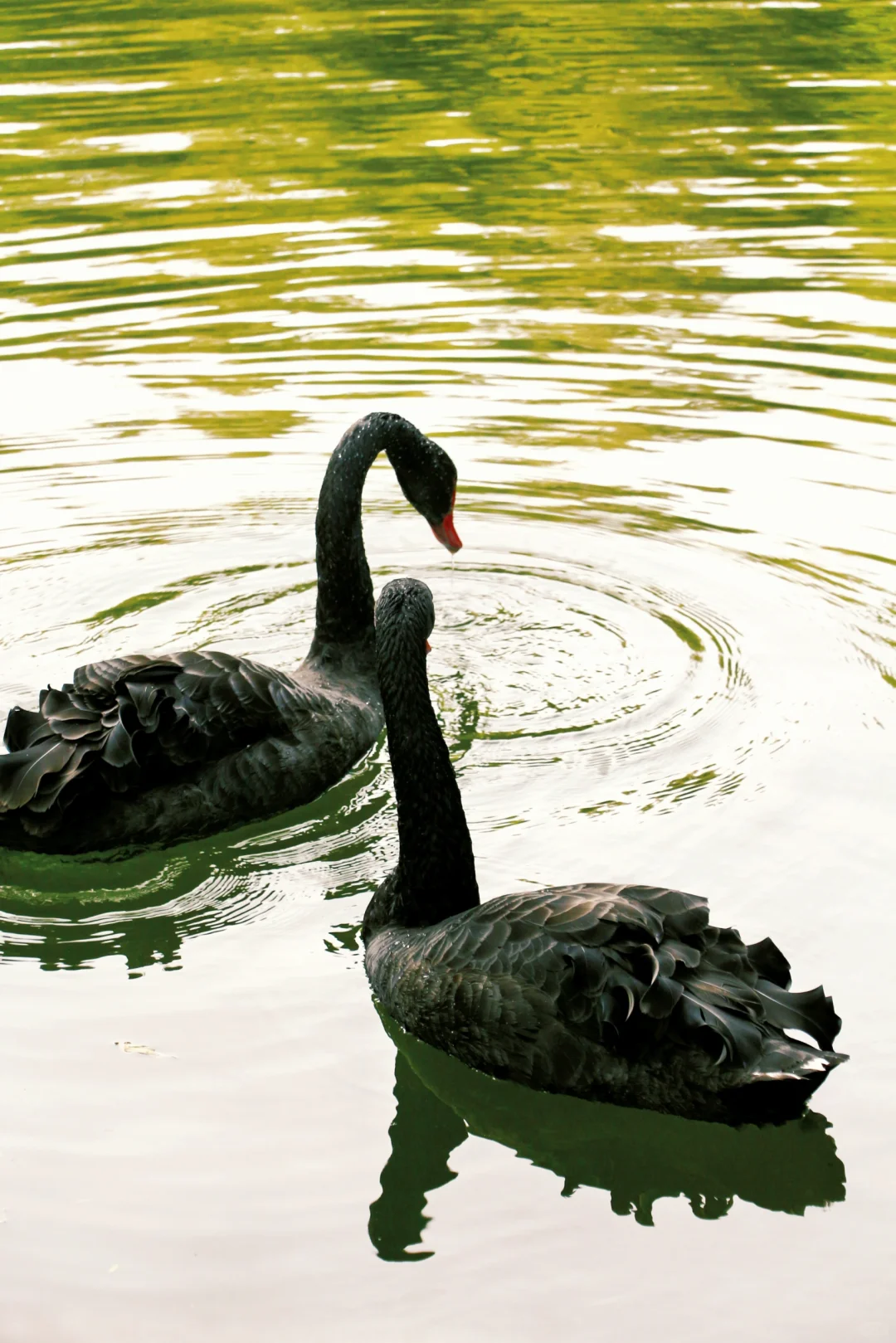 南京景点📍本地人也很少知道的小众园林