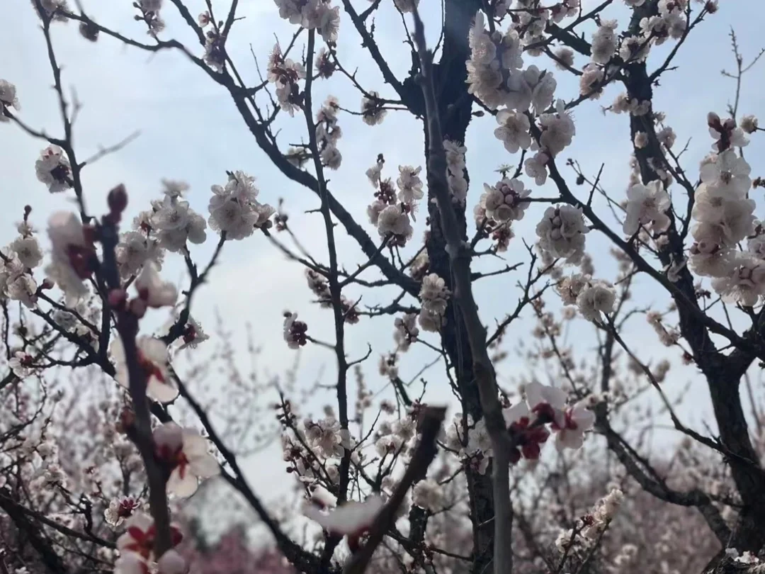 3月的南京😜这些赏花点绝绝子！🌸