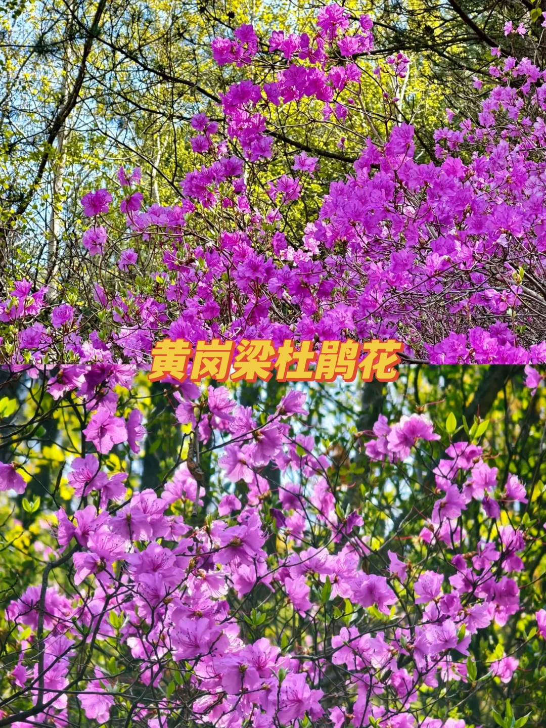 🌱五一去哪旅游❓来乌兰布统吧‼️