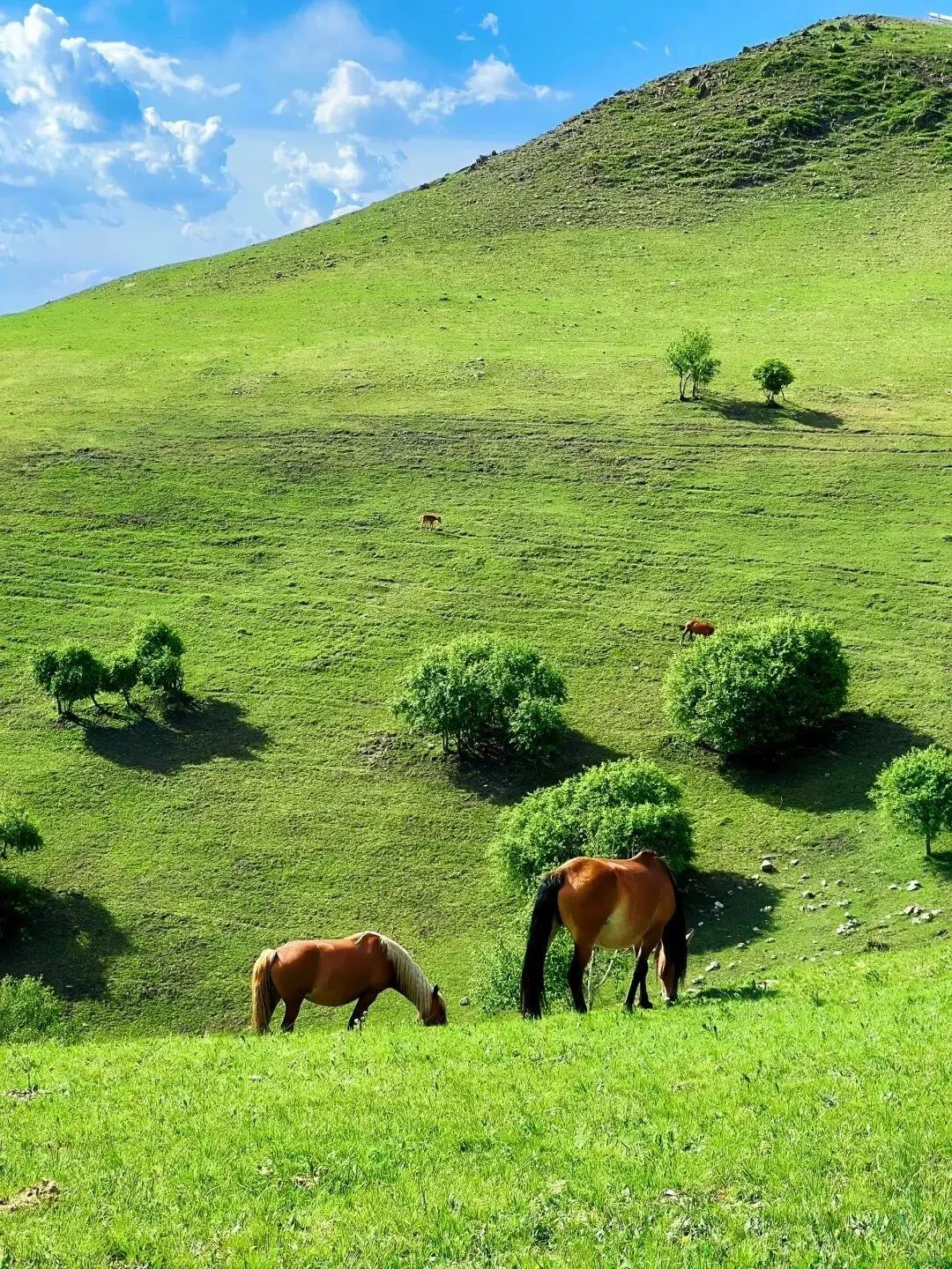 北京周边游📍带你看内蒙古小新西兰