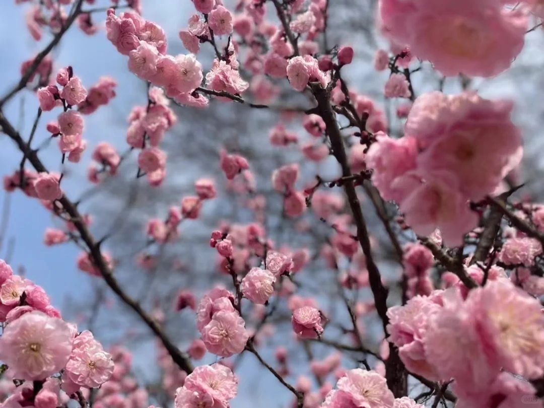 3月的南京😜这些赏花点绝绝子！🌸