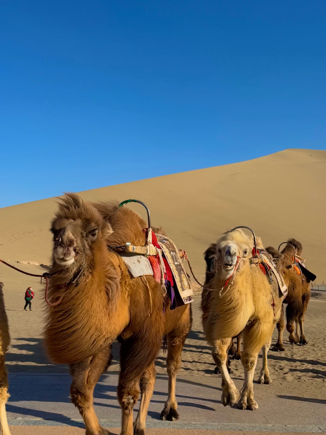 3.26📍 敦煌已回，live直出，无法..劝退..