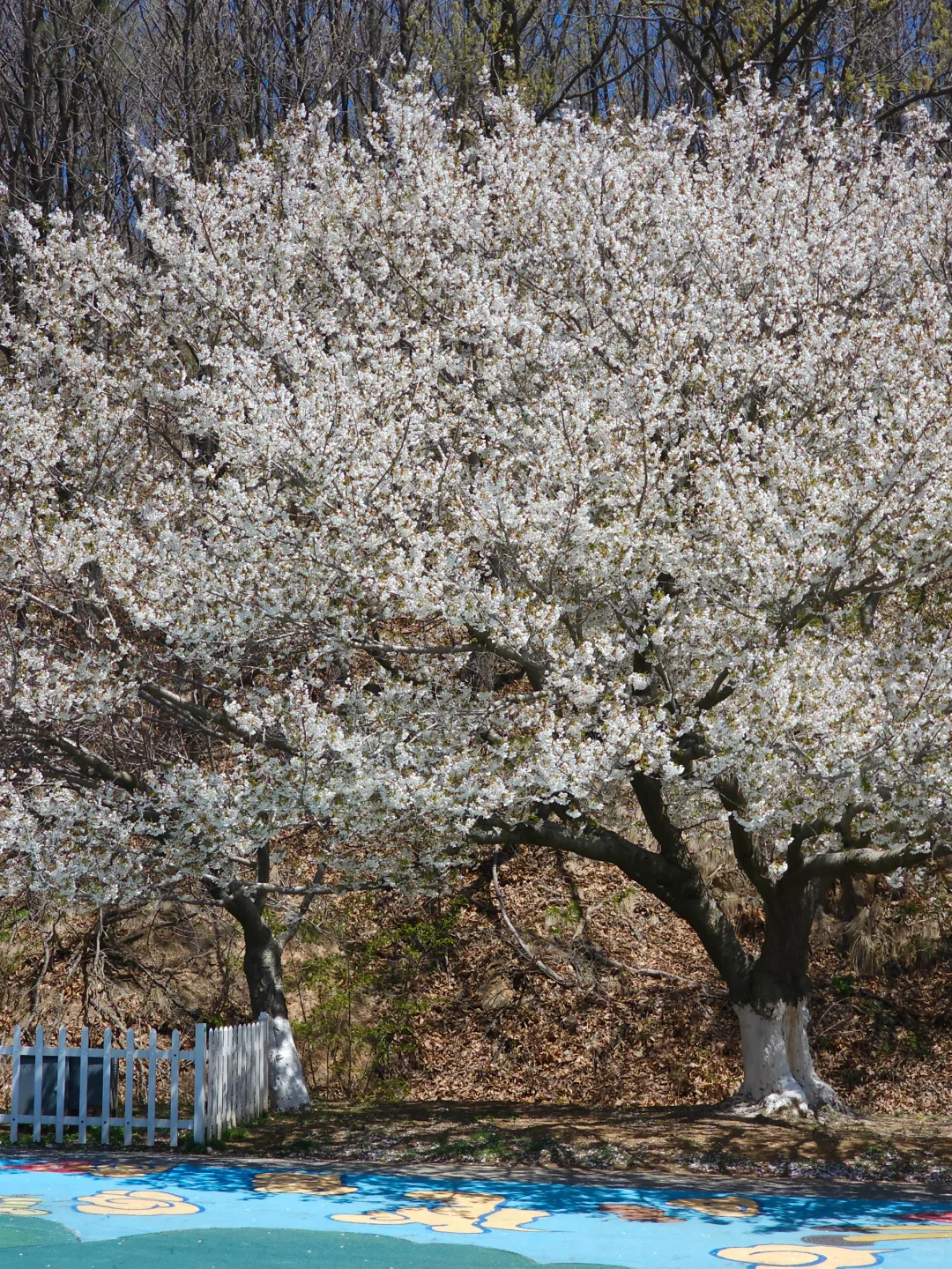 🌸“樱花味的春天”在旅顺