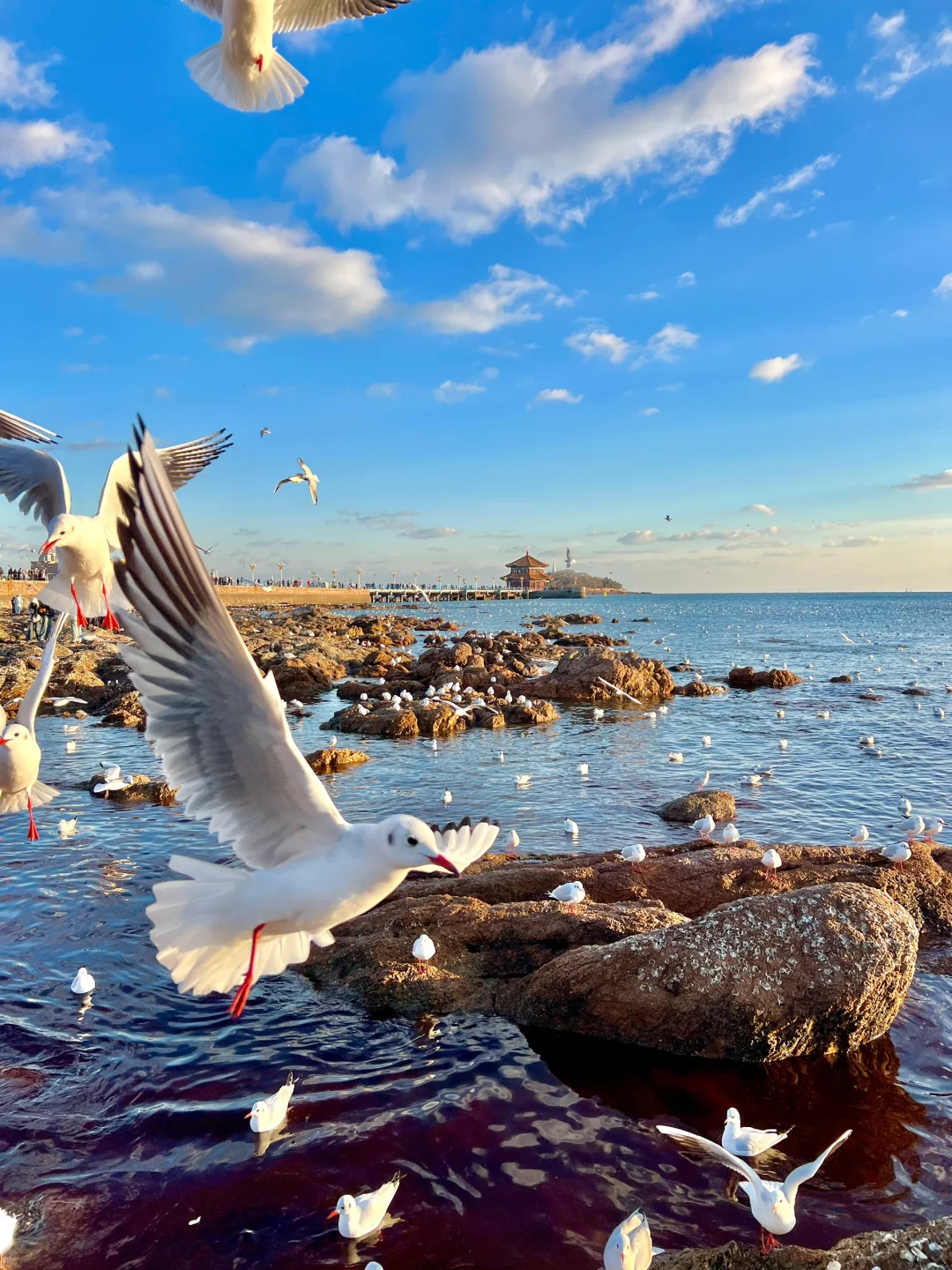 为了这❶❽张live图❗️我特意去了一趟青岛❗️