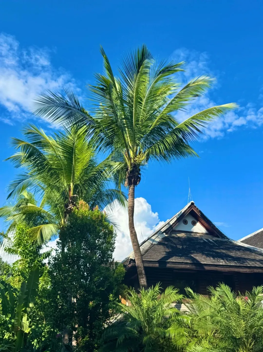 五一去版纳懒人旅游攻略，直接抄作业