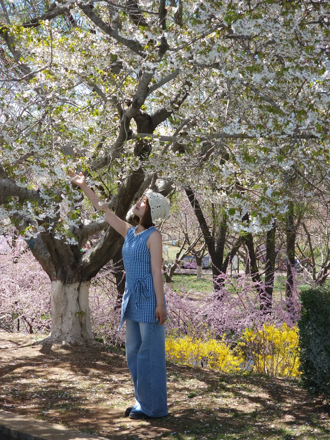 🌸“樱花味的春天”在旅顺