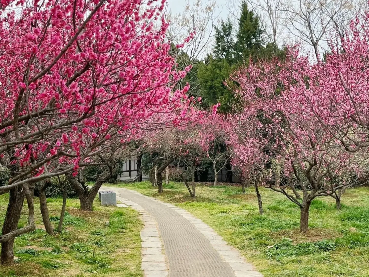 3月的南京😜这些赏花点绝绝子！🌸